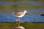 Spotted Sandpiper